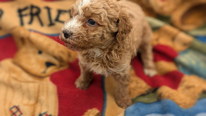 MINI POODLE (09/27) FEMALE