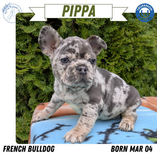FRENCH BULLDOG (03/04) FEMALE