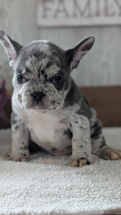 FRENCH BULLDOG (NOV 22) MALES