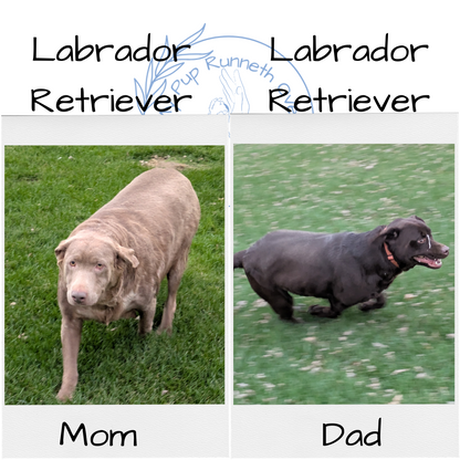 LABRADOR RETRIEVER (11/03) FEMALE