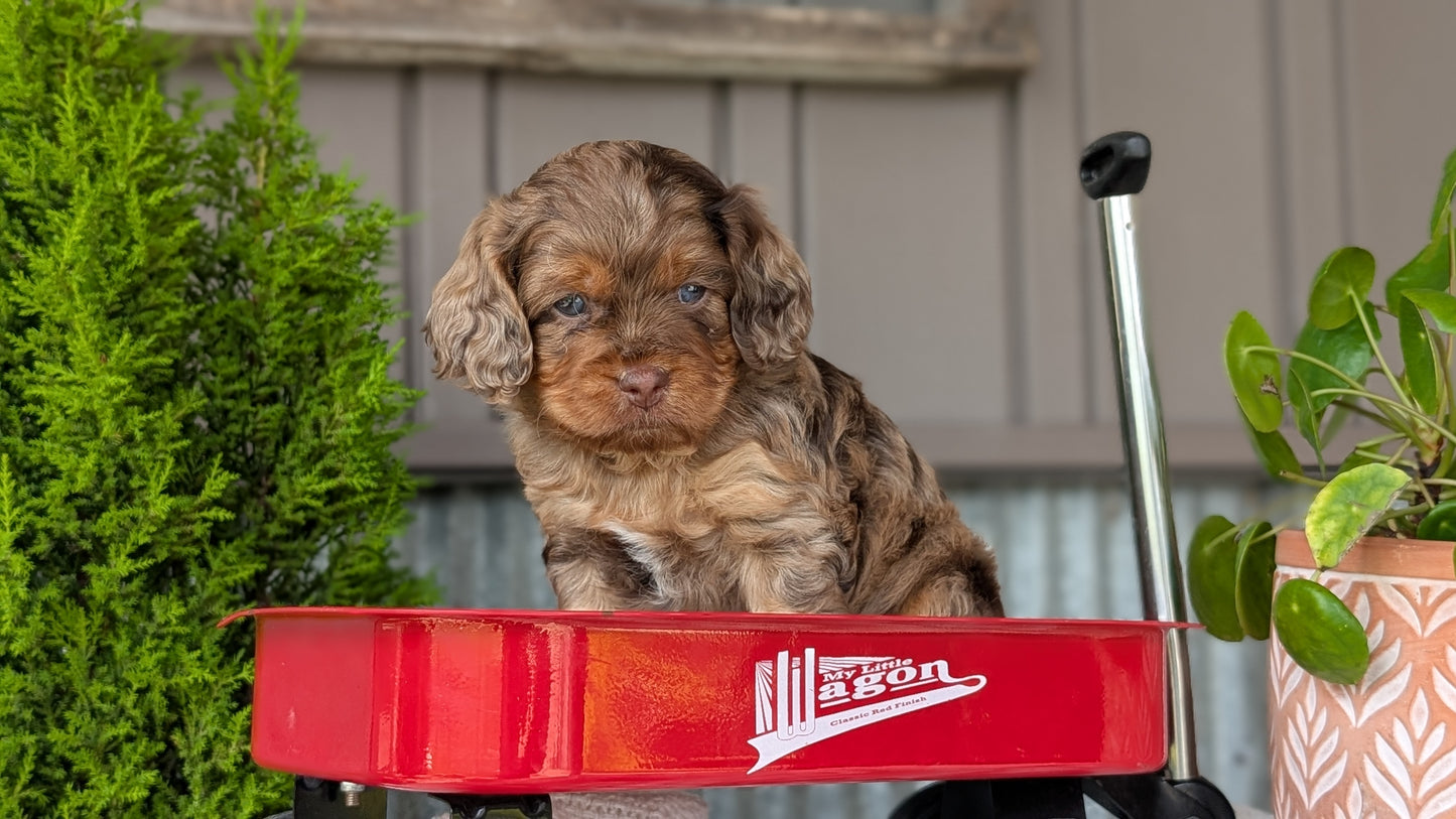 COCKAPOO (MAY 10) MALES