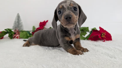 MINI DACHSHUND (OCT 20) FEMALES