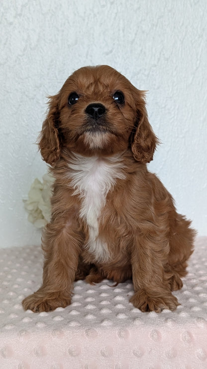 CAVAPOO (APR 02) MALES