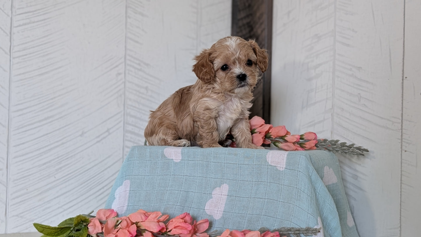 COCKAPOO (FEB 04) MALES