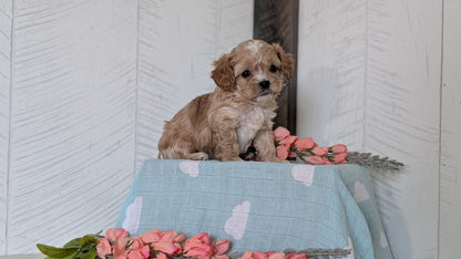 COCKAPOO (FEB 04) MALES