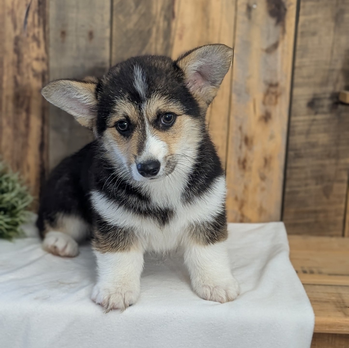 CORGI (JAN 05) MALES
