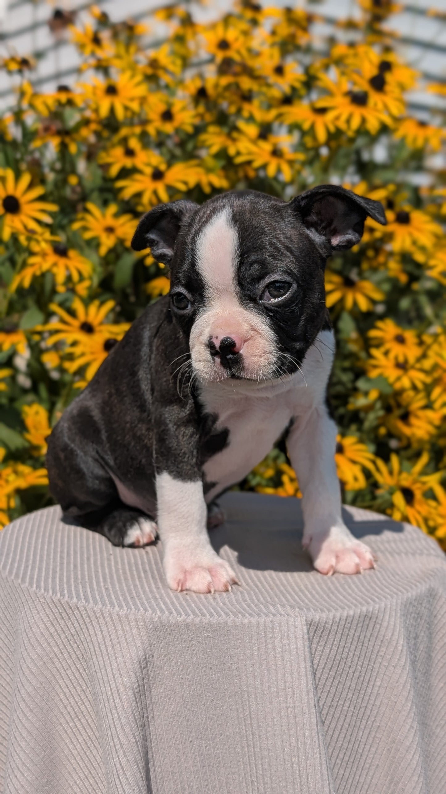 BOSTON TERRIER (JUL 11) 4 FEMALES/4 MALES