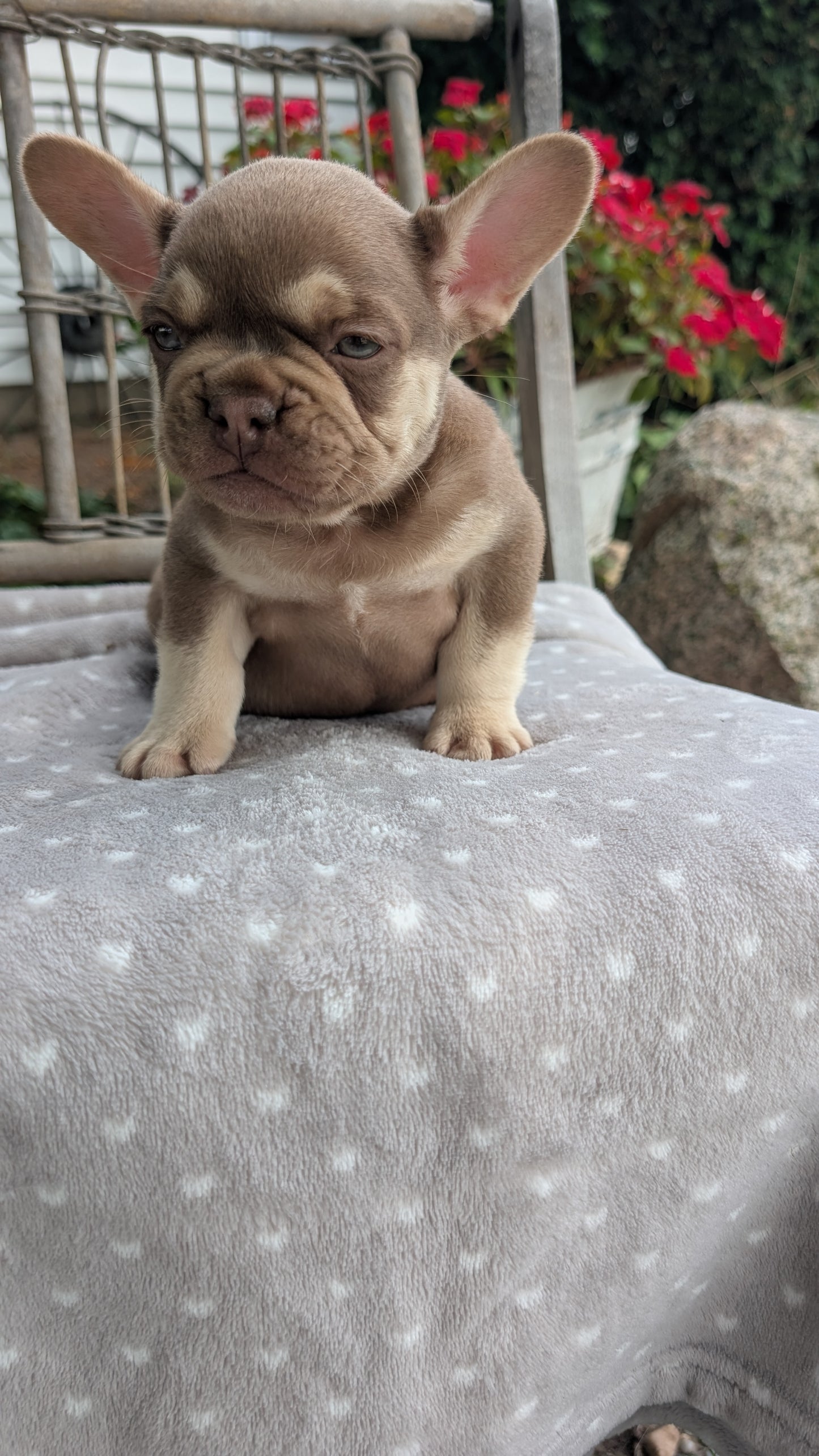 FRENCH BULLDOG (07/11) MALE