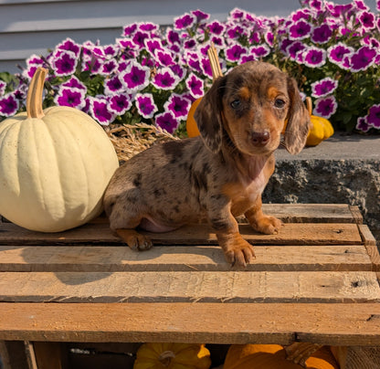 MINI DACHSHUND (08/19) FEMALE