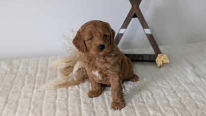 MINI GOLDENDOODLE (03/28) MALE