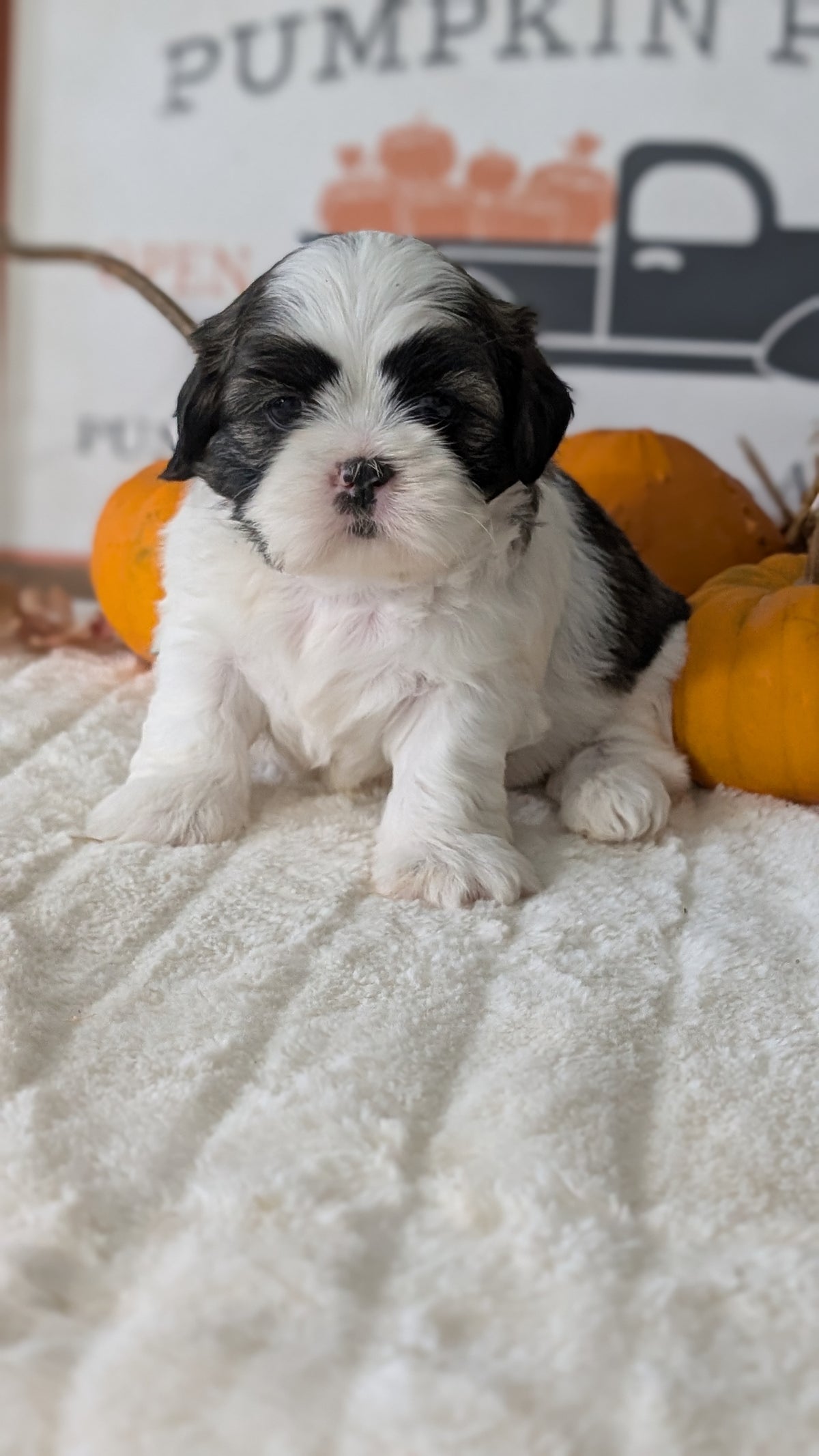 SHIH TZU (AUG 17) 2 FEMALES/3 MALES