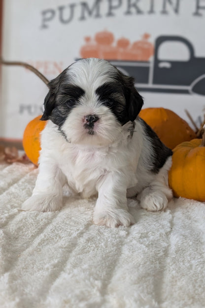 SHIH TZU (AUG 17) 2 FEMALES/3 MALES