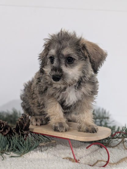 SCHNOODLE (09/20) MALE