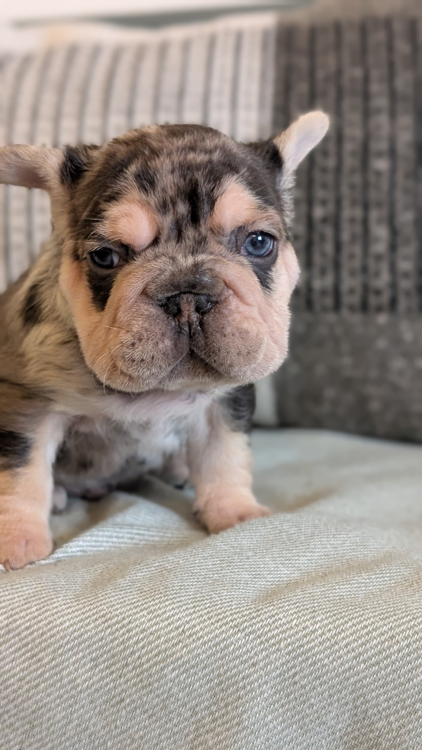 FRENCH BULLDOG (JAN 09) MALES