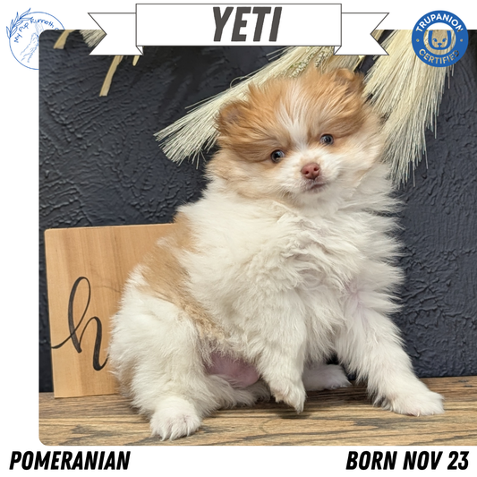 POMERANIAN (NOV 23) MALE