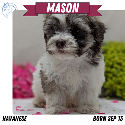 HAVANESE (09/13) MALE