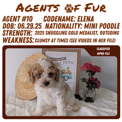 MINI POODLE (06/29) FEMALE