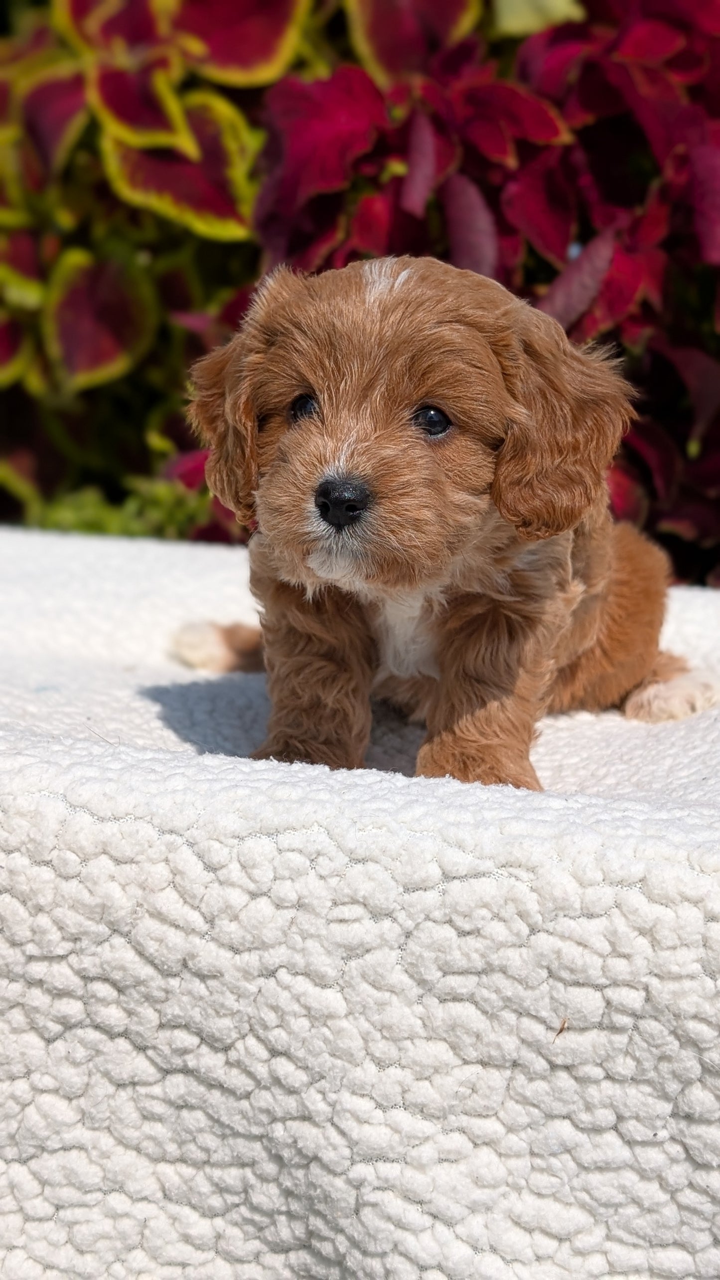 CAVAPOO (07/06) FEMALE