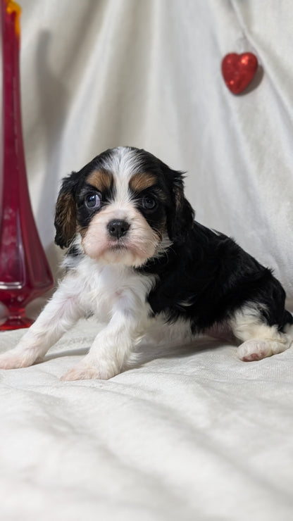 CAVALIER (DEC 03) FEMALES