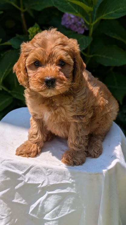 CAVAPOO (05/23) MALE
