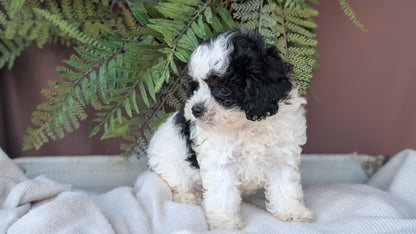 COCKAPOO (MAY 22) FEMALES