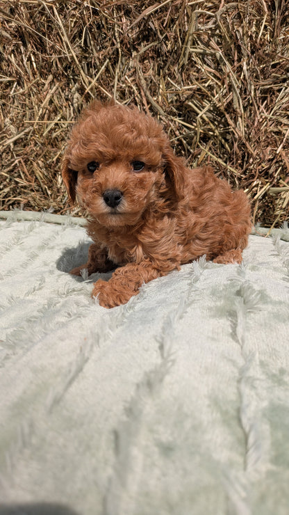 MINI POODLE (03/18) FEMALE
