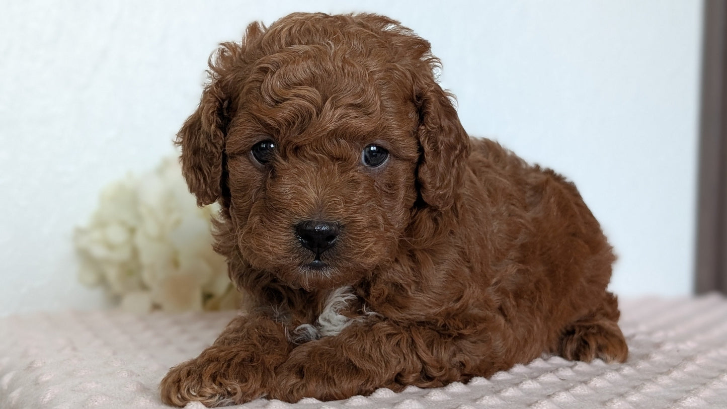 CAVAPOO (APR 12) MALE