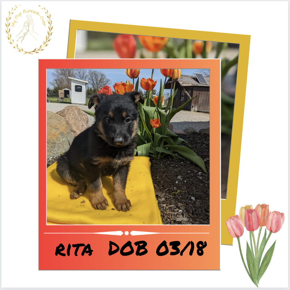 GERMAN SHEPHERD (03/15) FEMALE