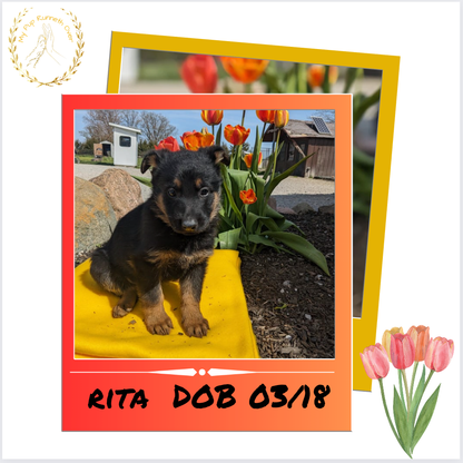 GERMAN SHEPHERD (03/15) FEMALE