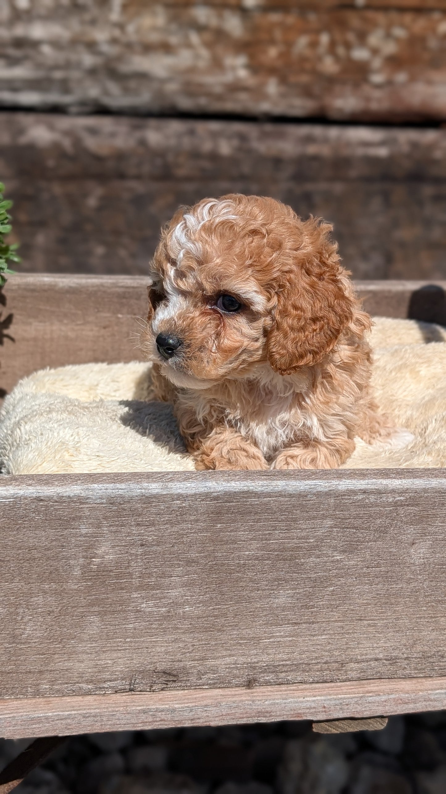 COCKAPOO (MAY 13) MALES