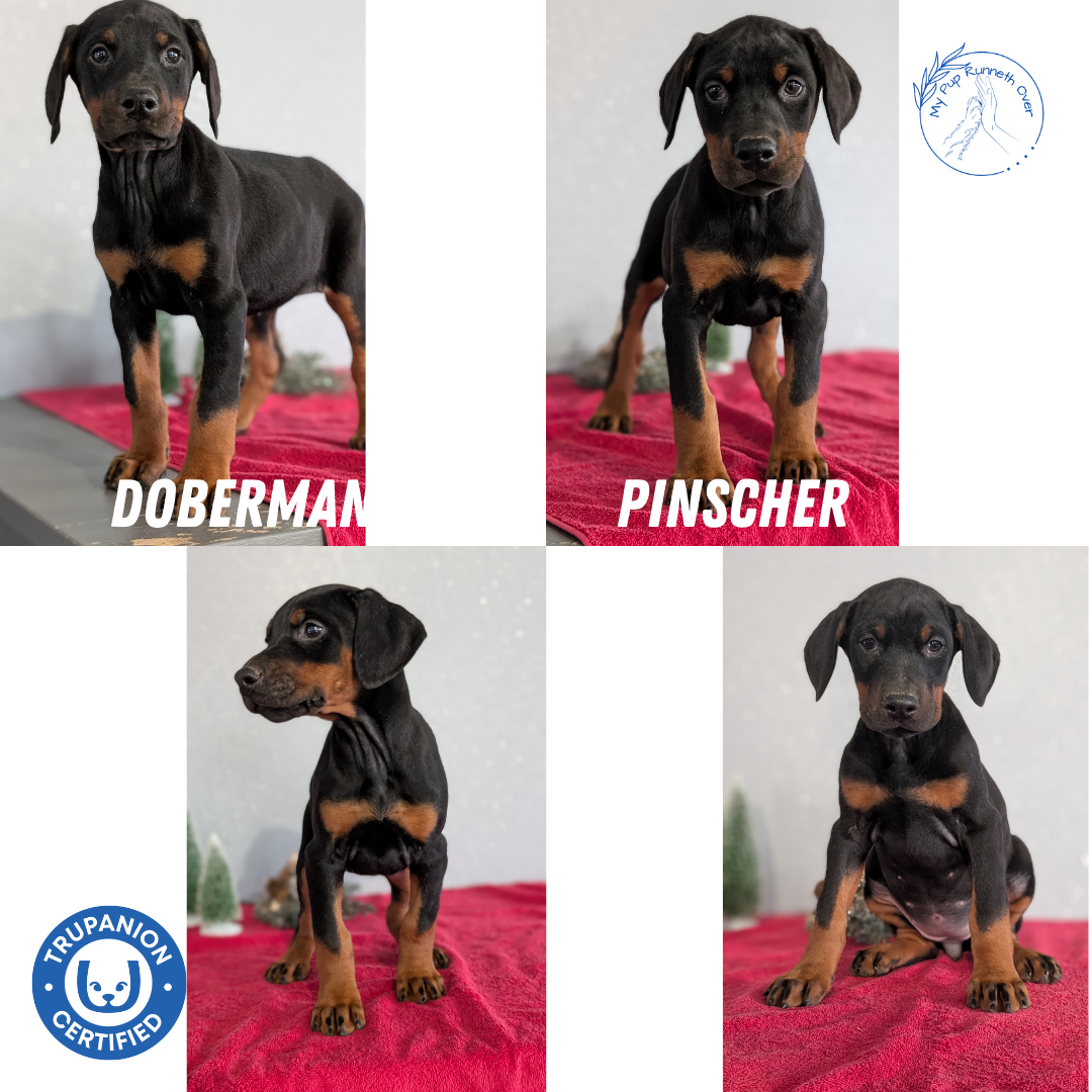 DOBERMAN PINSCHER (OCT 17) FEMALES