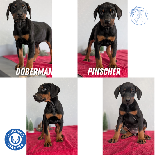 DOBERMAN PINSCHER (OCT 17) FEMALES