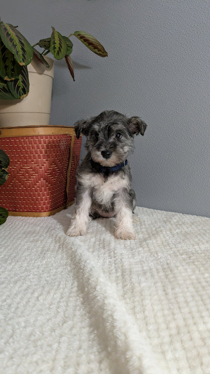 MINI SCHNAUZER (01/08) FEMALE