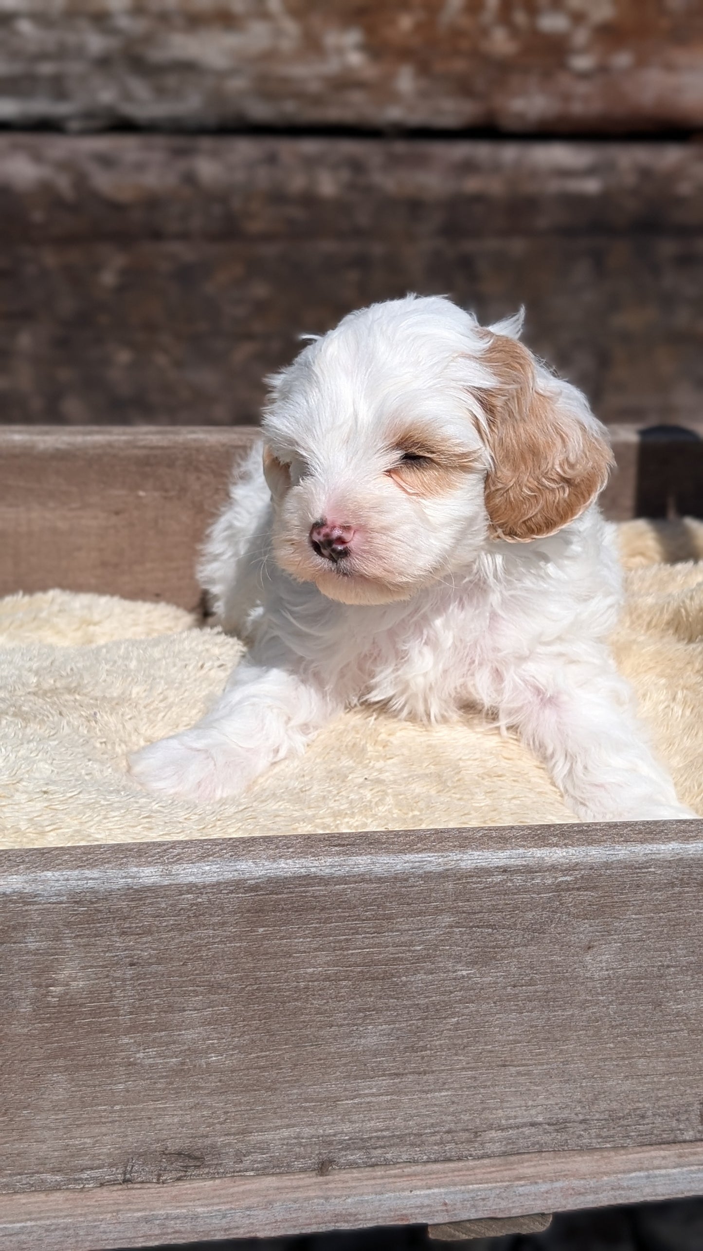 COCKAPOO (MAY 13) MALES