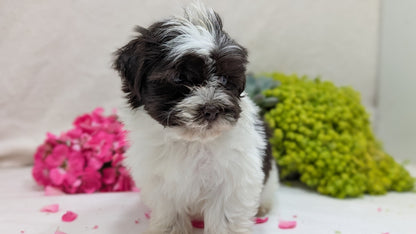 HAVANESE (09/13) FEMALE