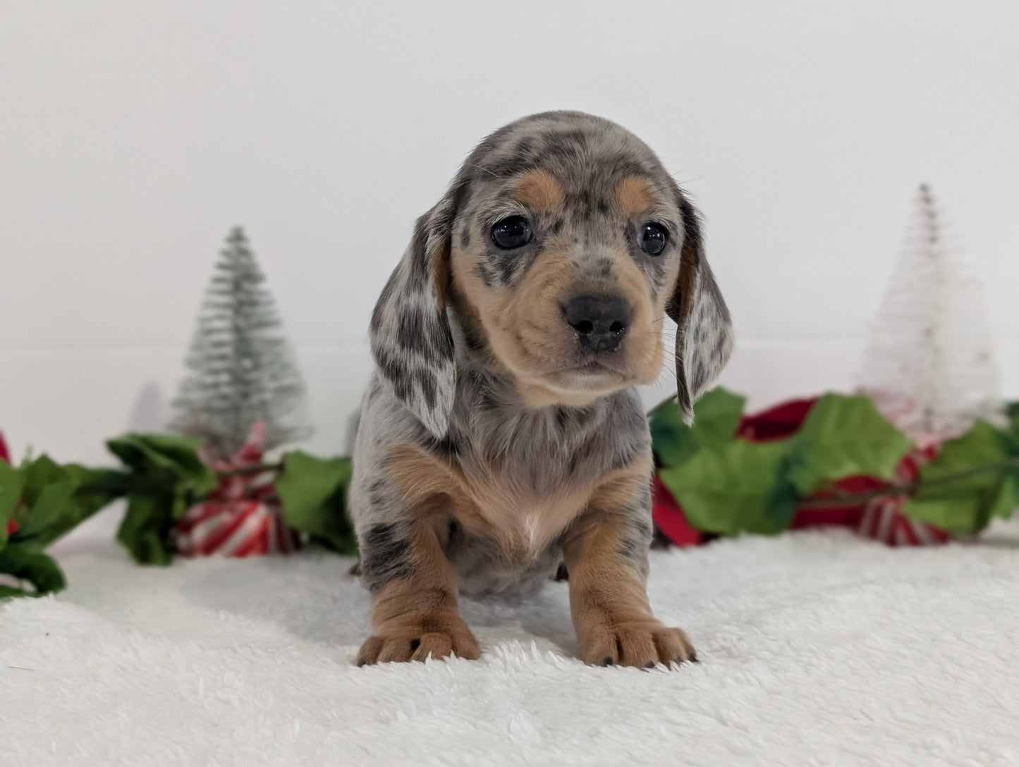 MINI DACHSHUND (OCT 20) FEMALES