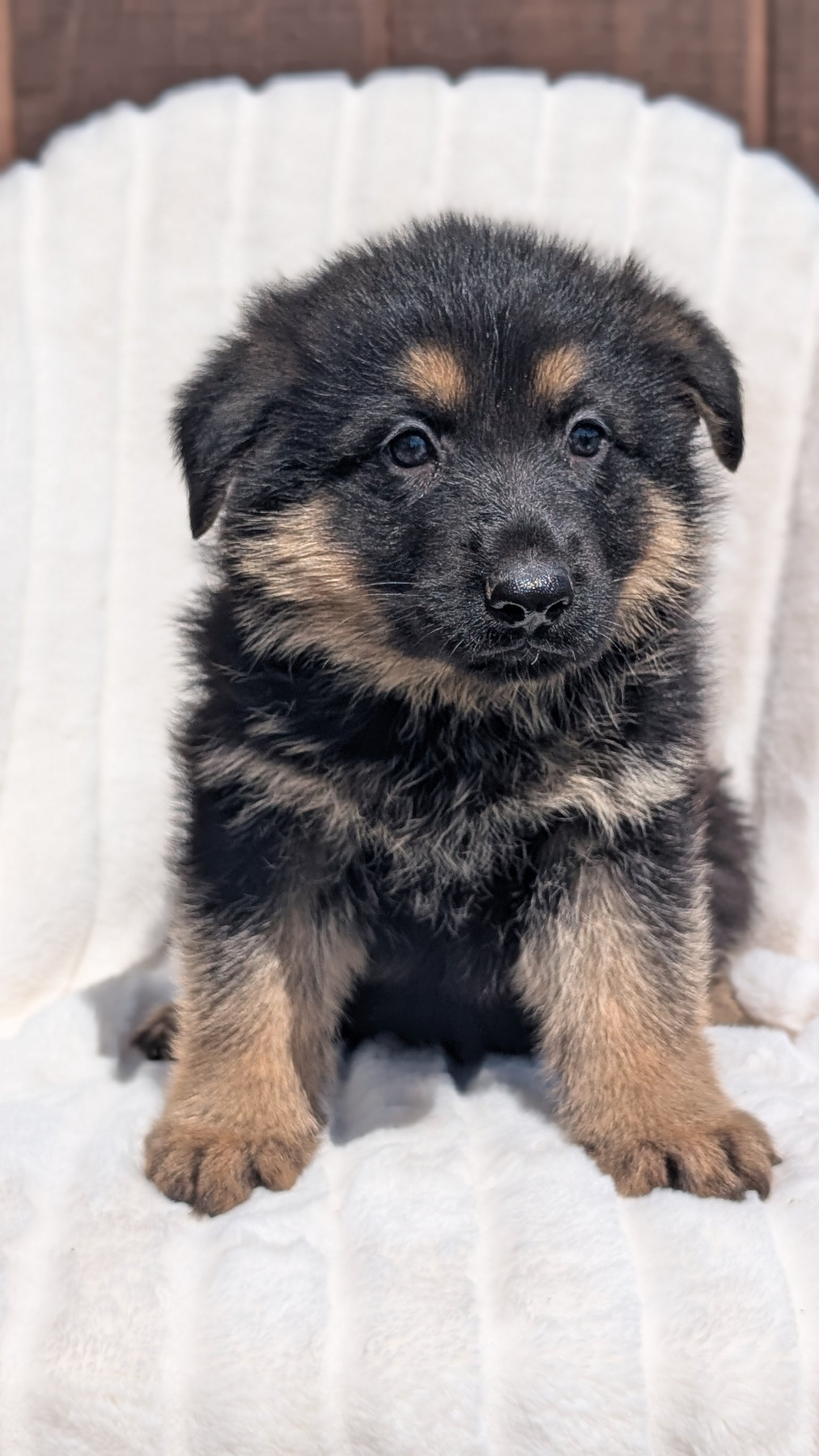 GERMAN SHEPHERD (MAR 28) MALES