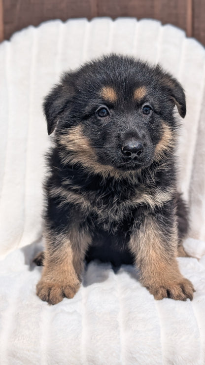 GERMAN SHEPHERD (MAR 28) MALES