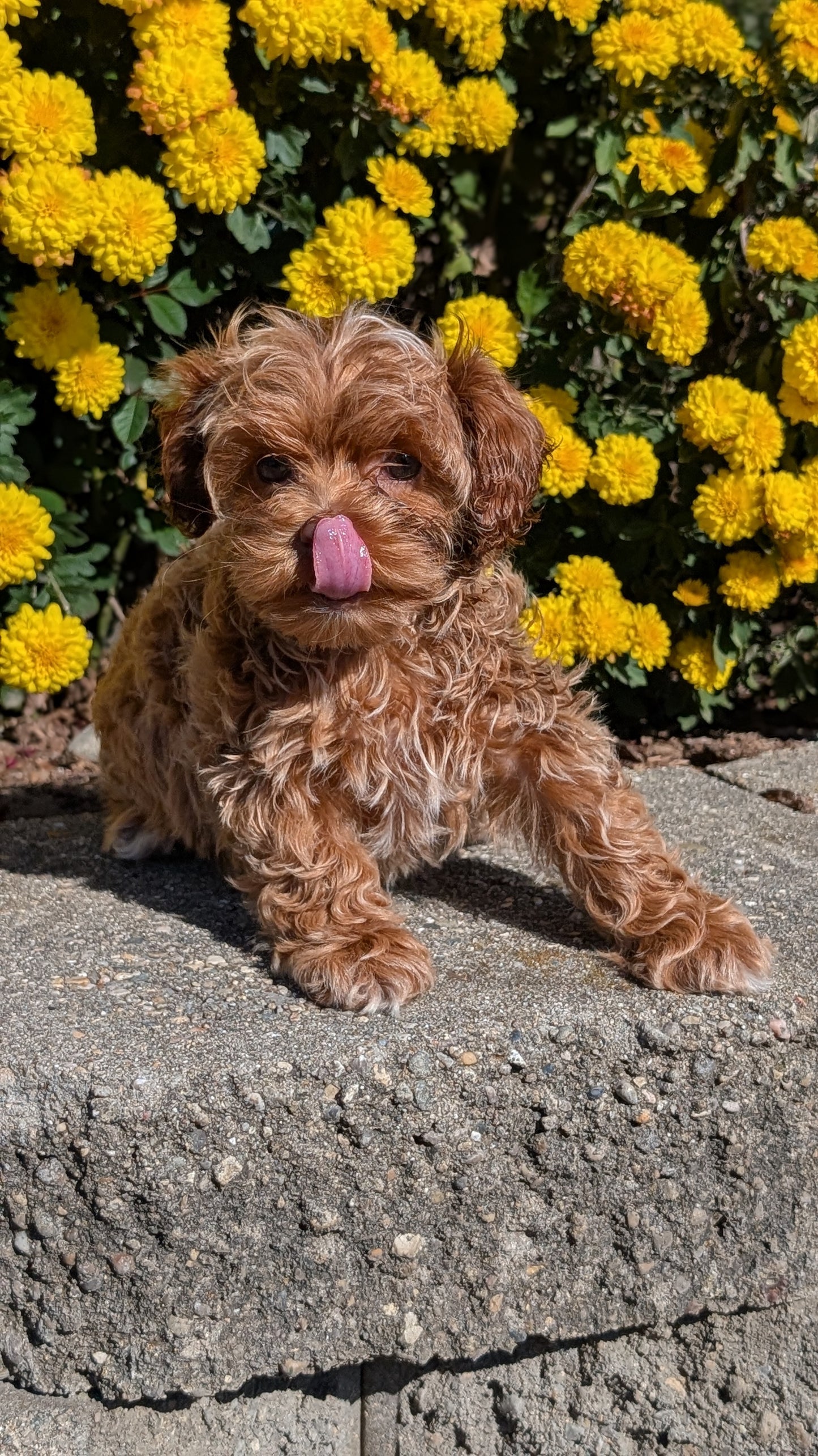 COCKAPOO (08/03) FEMALE