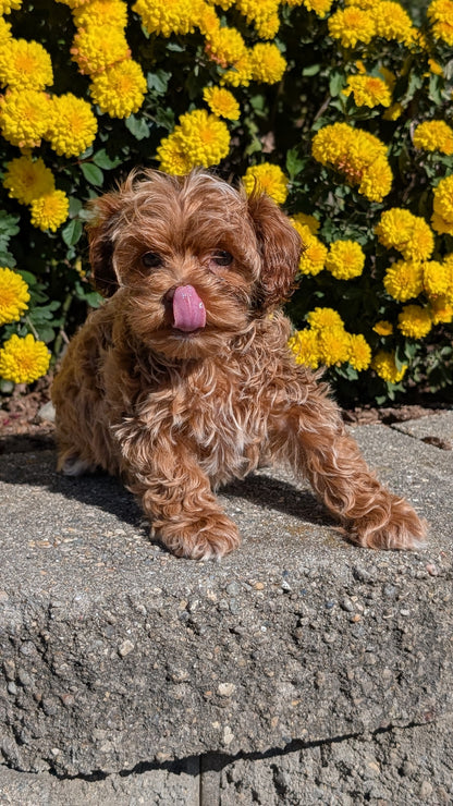 COCKAPOO (08/03) FEMALE