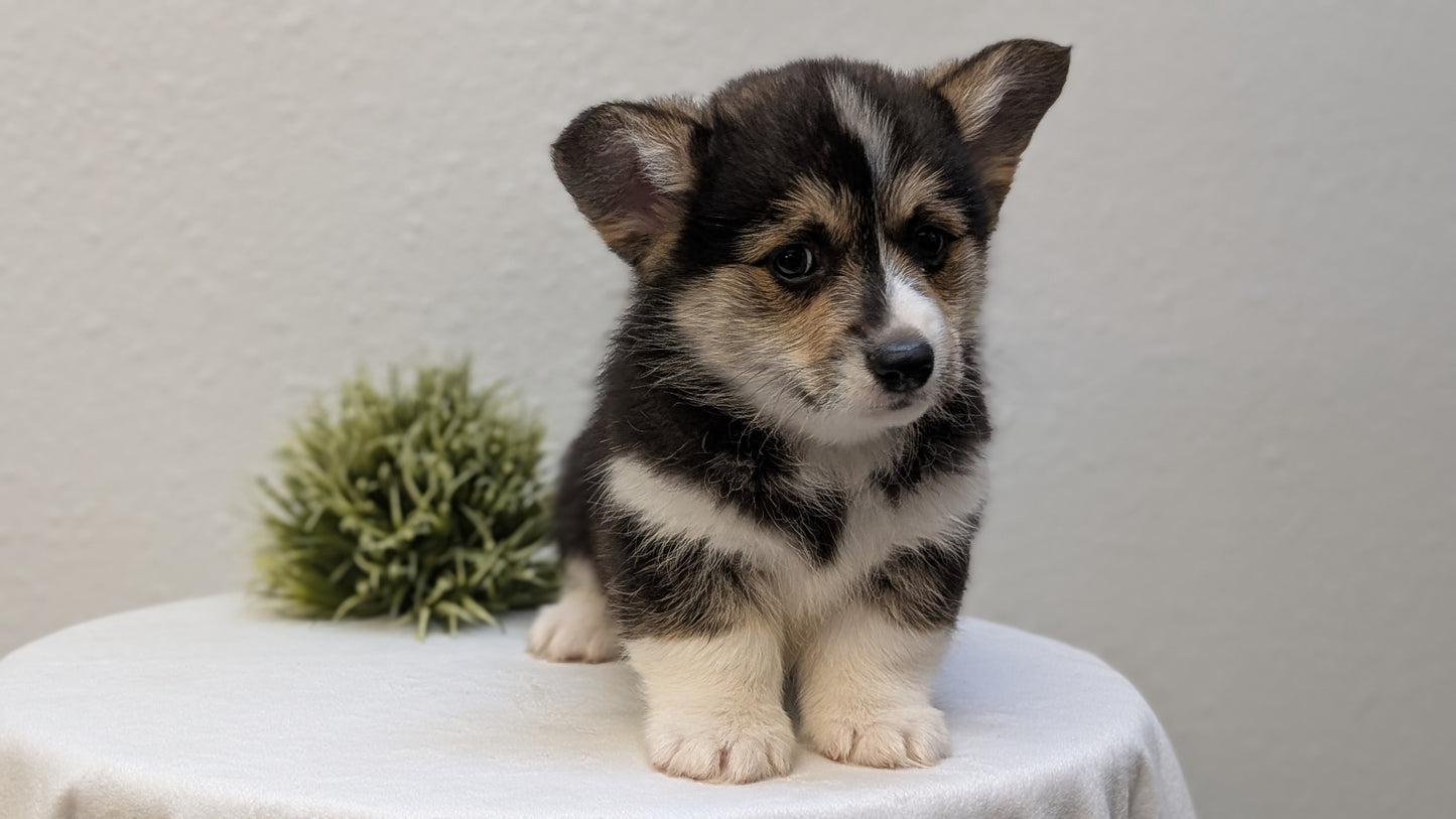 CORGI (JAN 05) MALES