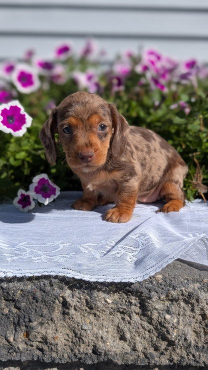 MINI DACHSHUND (08/19) FEMALE