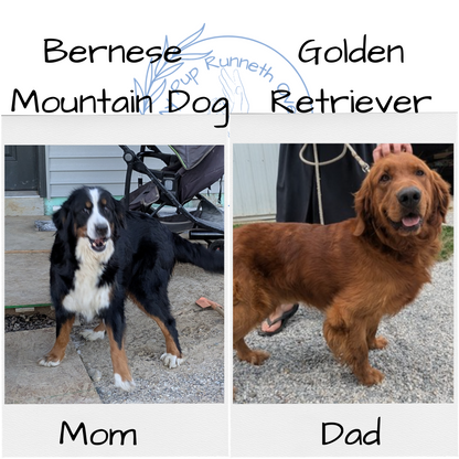 GOLDEN BERNESE (10/28) FEMALE