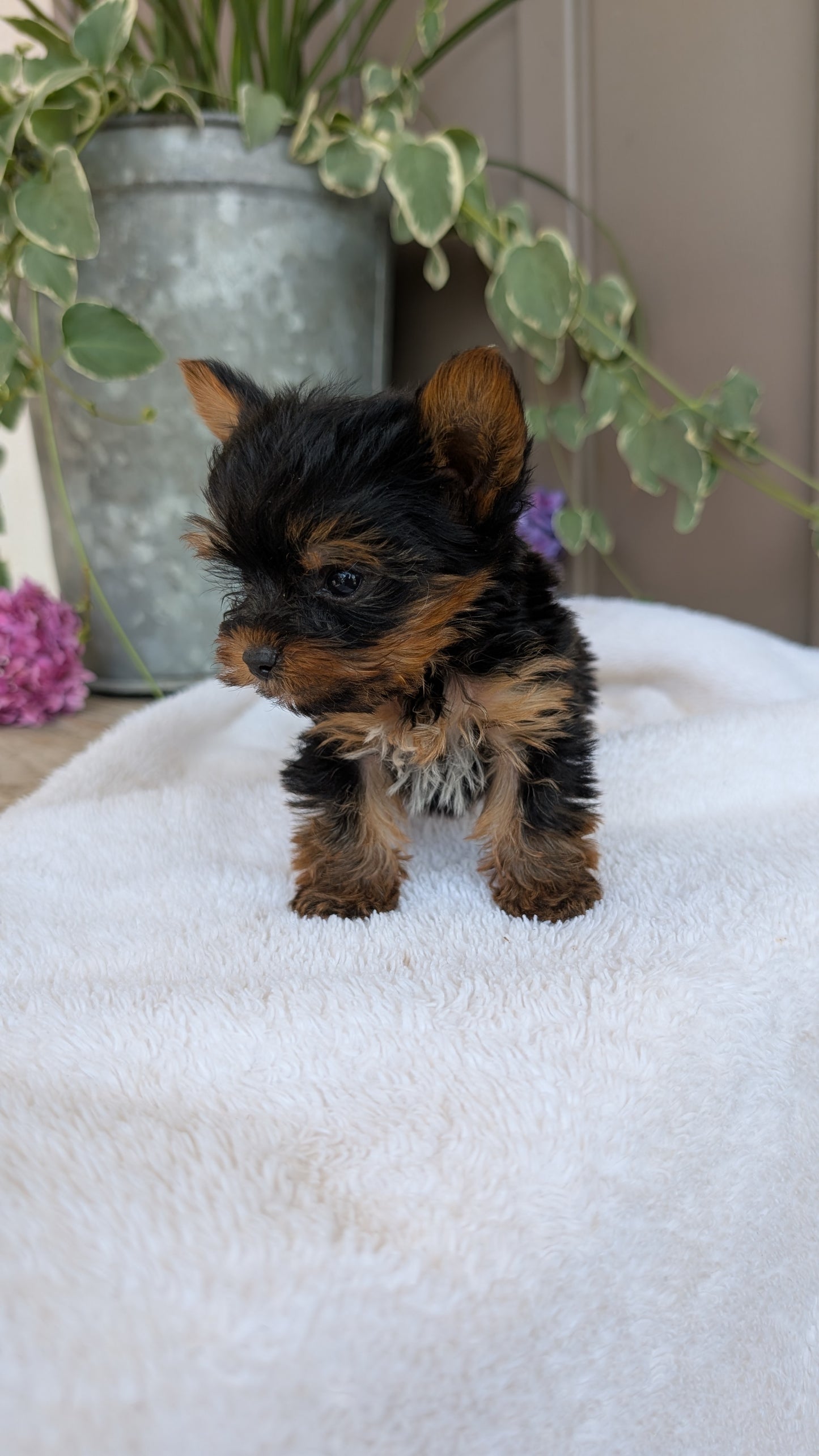 YORKSHIRE TERRIER (06/05) MALE