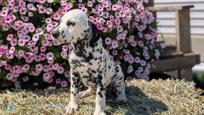 DALMATIAN (JUN 29) MALES