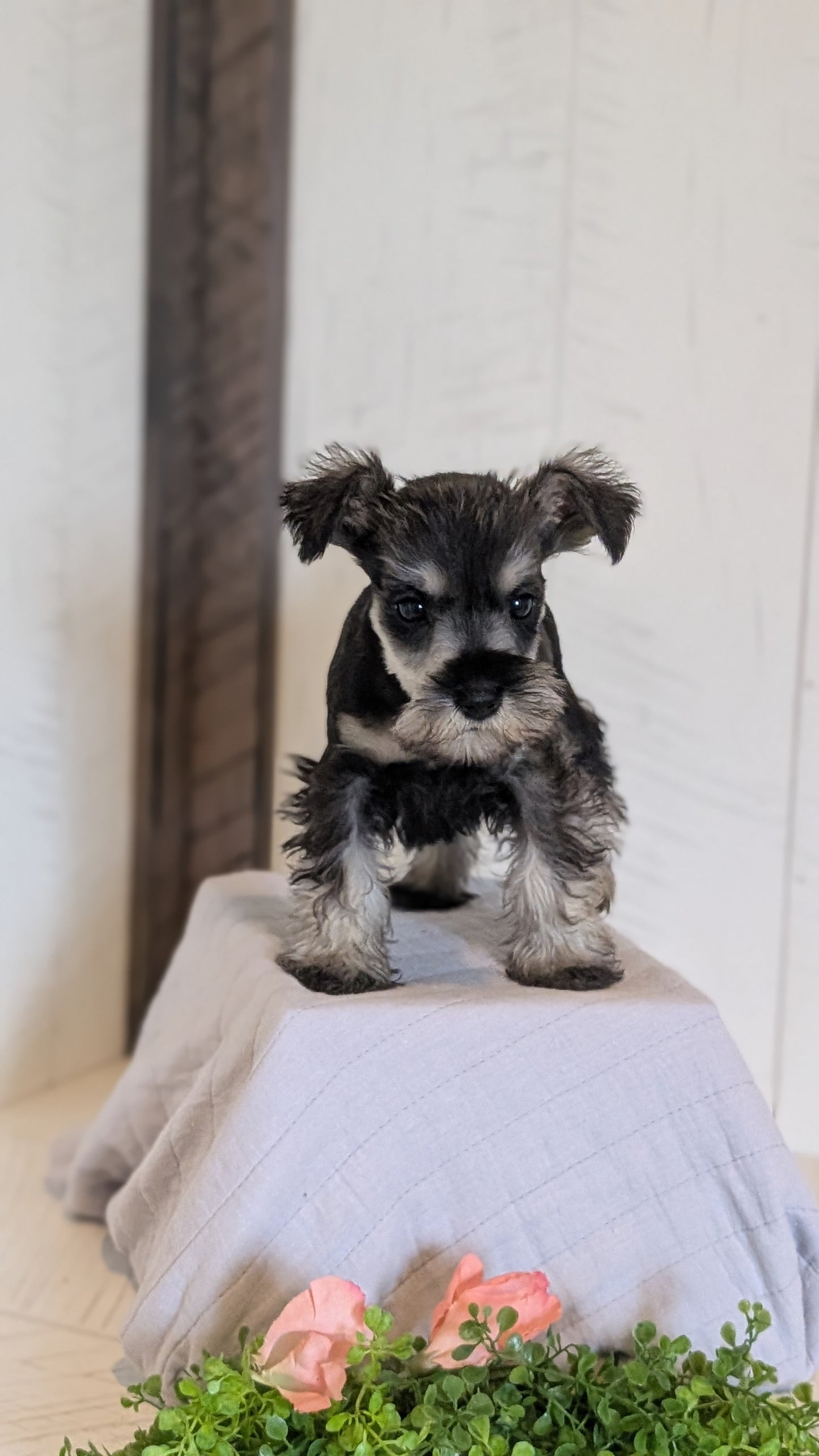 MINI SCHNAUZER (FEB 15) FEMALES