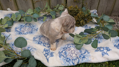 FRENCH BULLDOG (03/04) MALE
