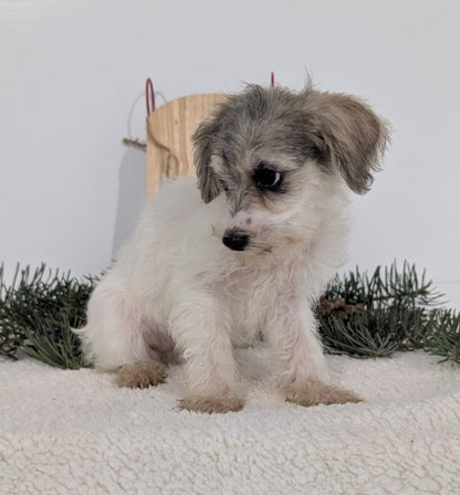 SCHNOODLE (09/20) FEMALE