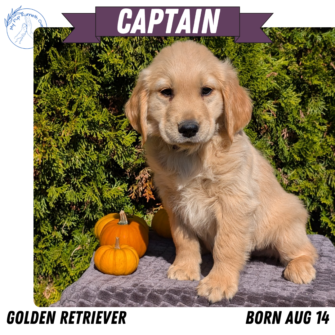 GOLDEN RETRIEVER (08/14) MALE