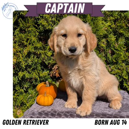 GOLDEN RETRIEVER (08/14) MALE